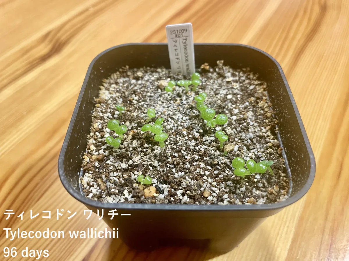 Tylecodon wallichii (ティレコドン ワリチー)