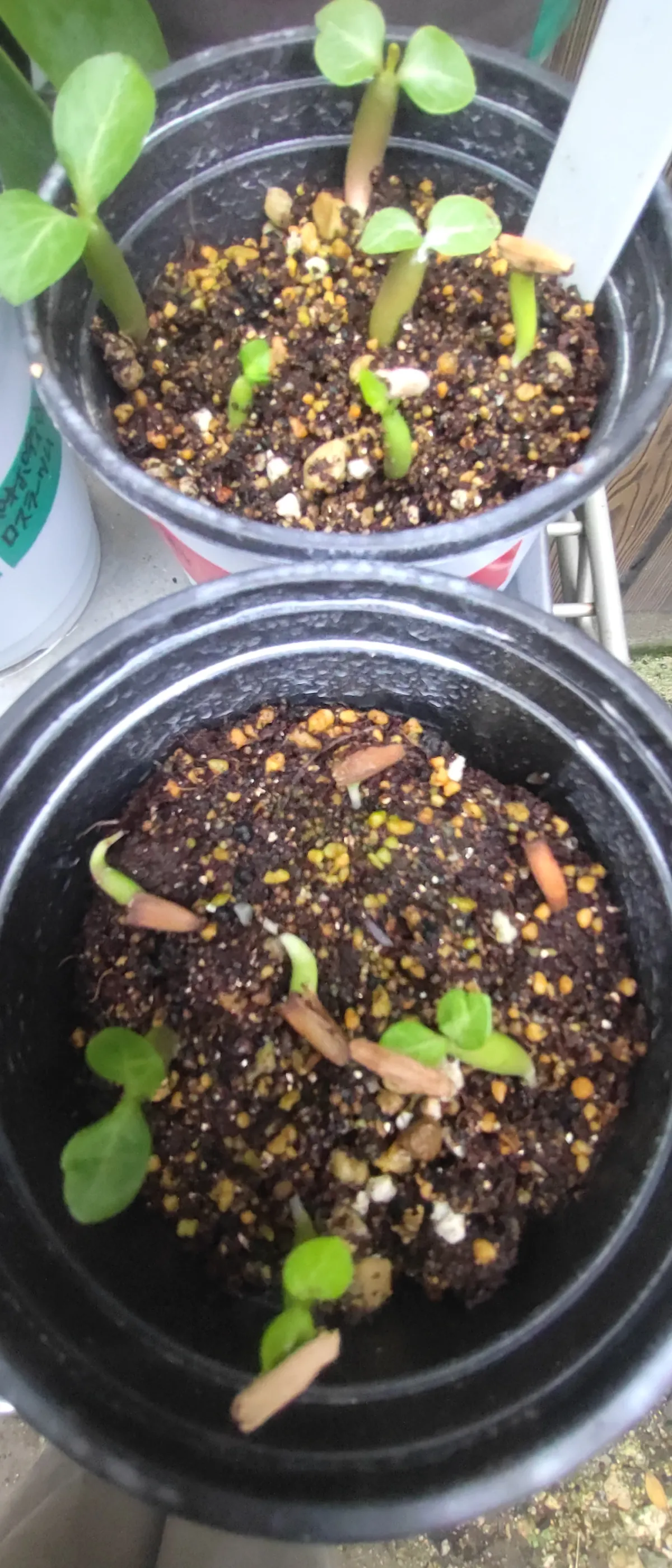 Adenium obesum (アデニウム オベスム)