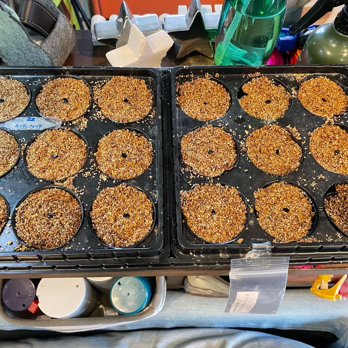 Agave nickelsiae (アガベ ニッケルシー)