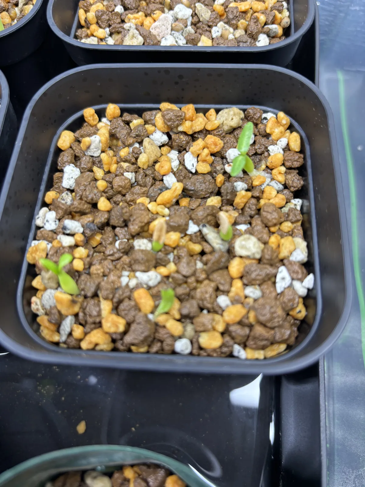 Pachypodium rosulatum var. gracilius (パキポディウム グラキリス)