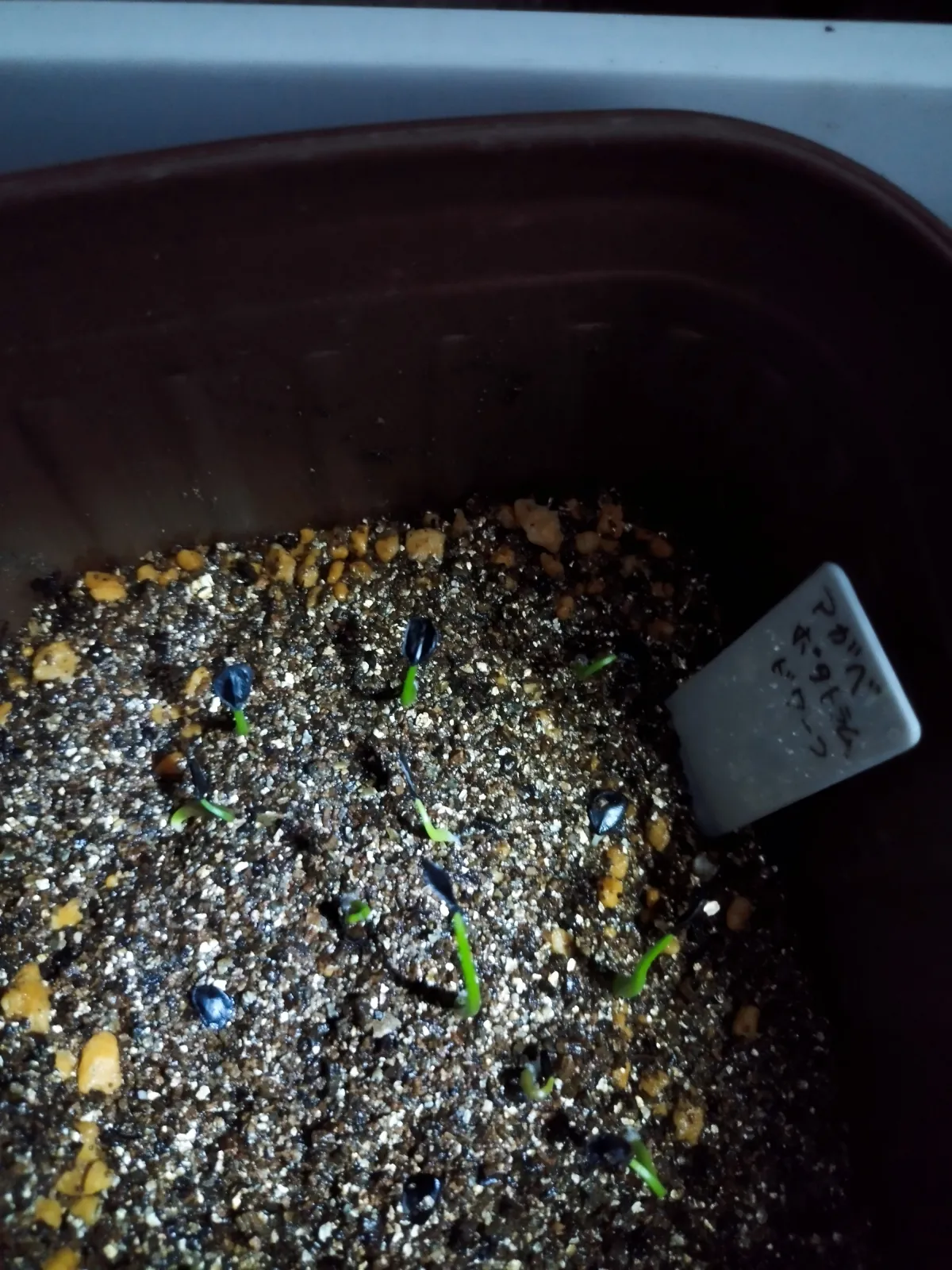 Agave potatorum Dwarf (アガベ ポタトラムドワーフ)