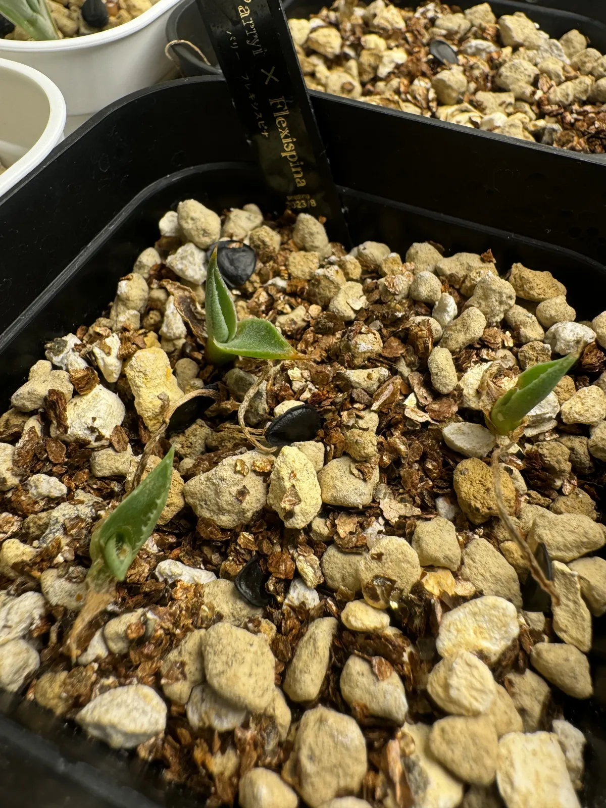 Agave parryi x flexispina (アガベ パリー x フレキシスピナ)