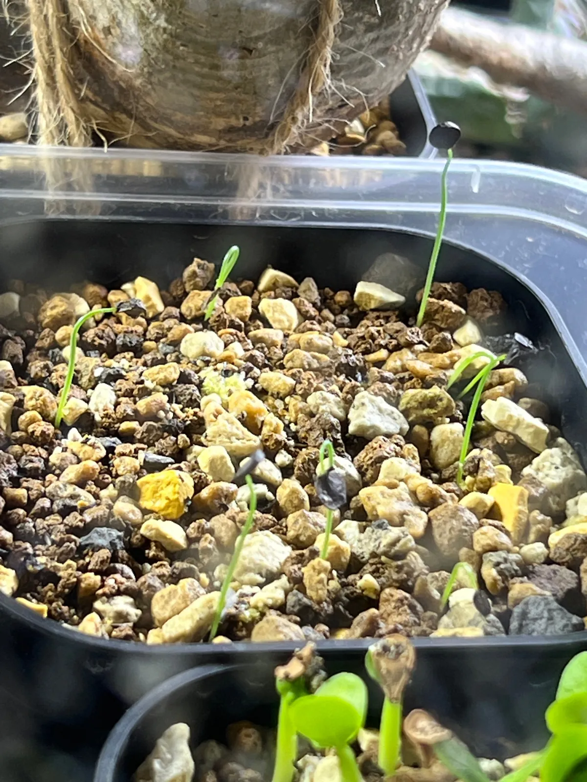 Albuca spiralis 'Frizzle Sizzle' (アルブカ スピラリス)