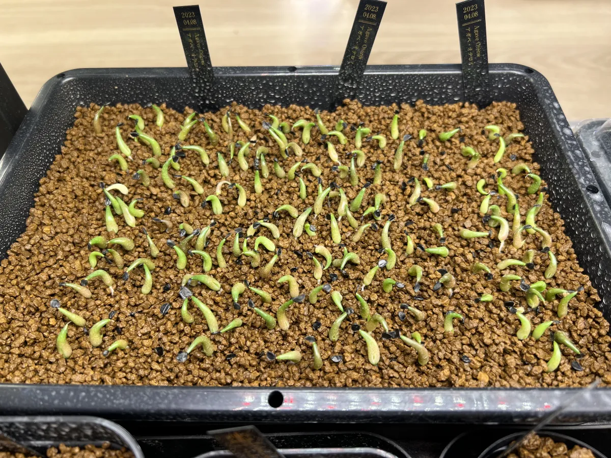 Agave oteroi (アガベ オテロイ)