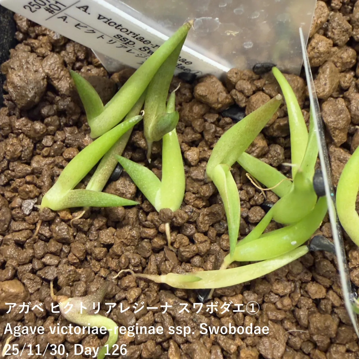 Agave victoriae-reginae ssp. swobodae swobodae (アガベ ビクトリアレジーナ スワボダエ)