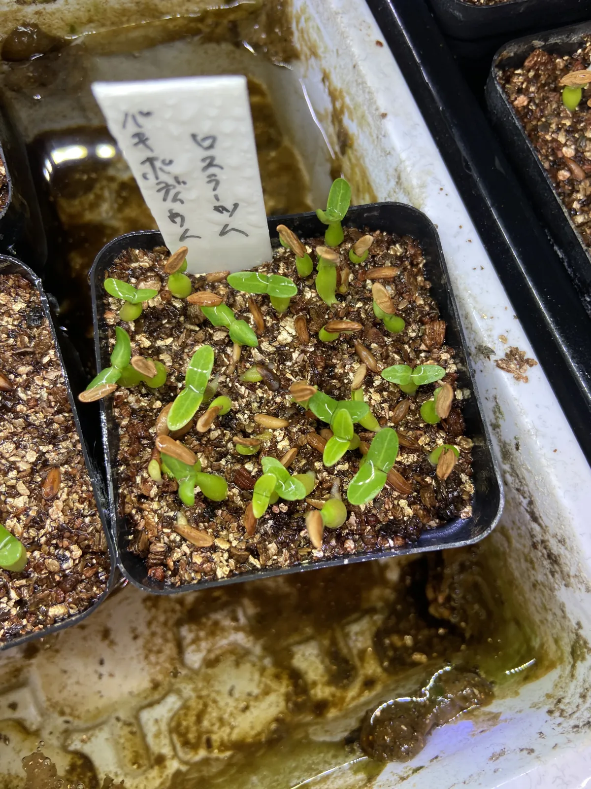 Pachypodium rosulatum (パキポディウム ロスラーツム)