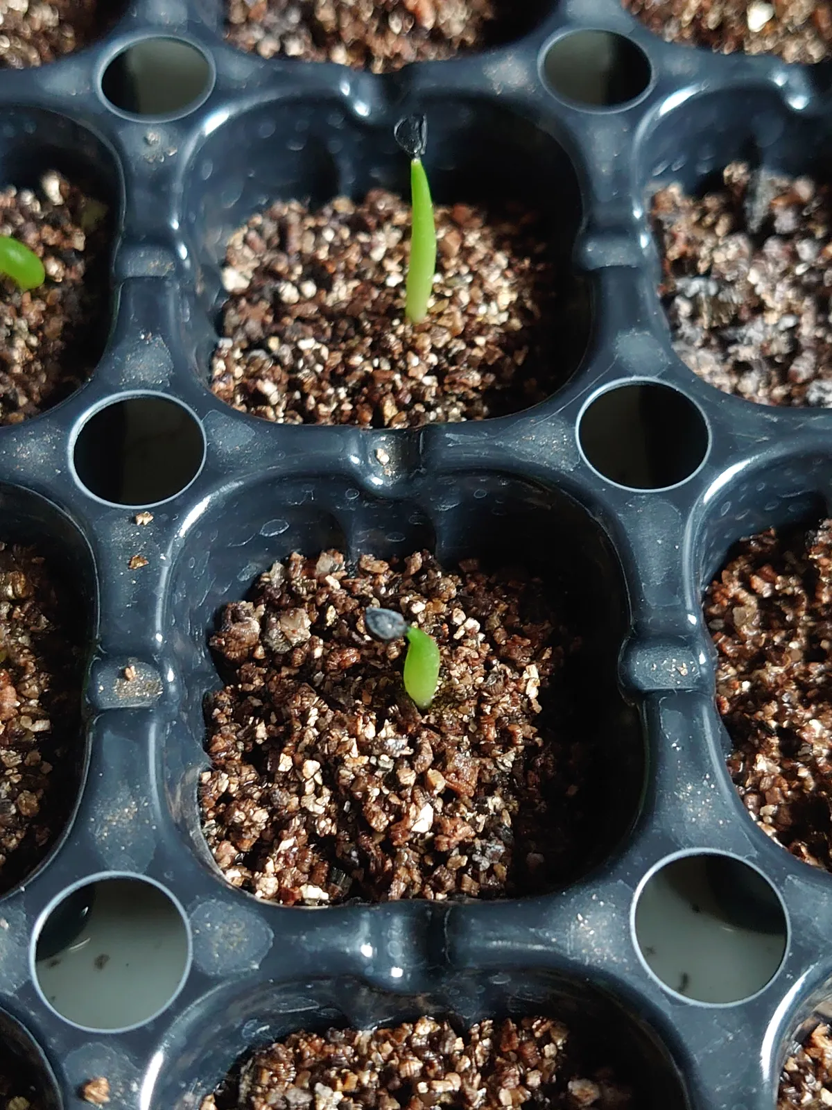 Agave angustiarum (アガベ アンガスティアラム)