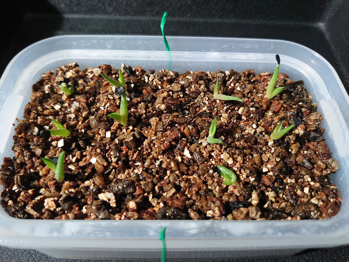 Agave titanota 'Blue' (アガベ チタノタブルー)