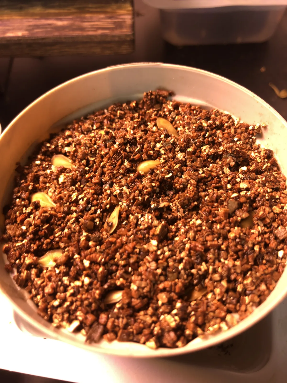 Fockea edulis (フォッケア 火星人)