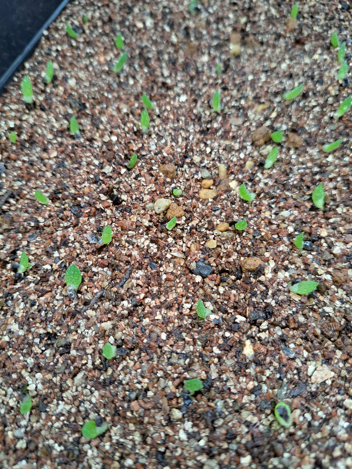 Aloe broomii (アロエ ブルーミー)