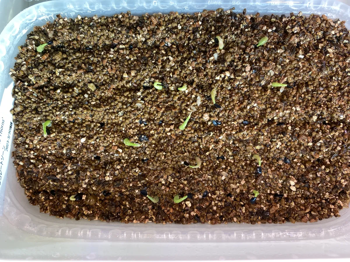 Agave horrida 'Chocolate Thorn' (アガベ ホリダ チョコレートソーン)