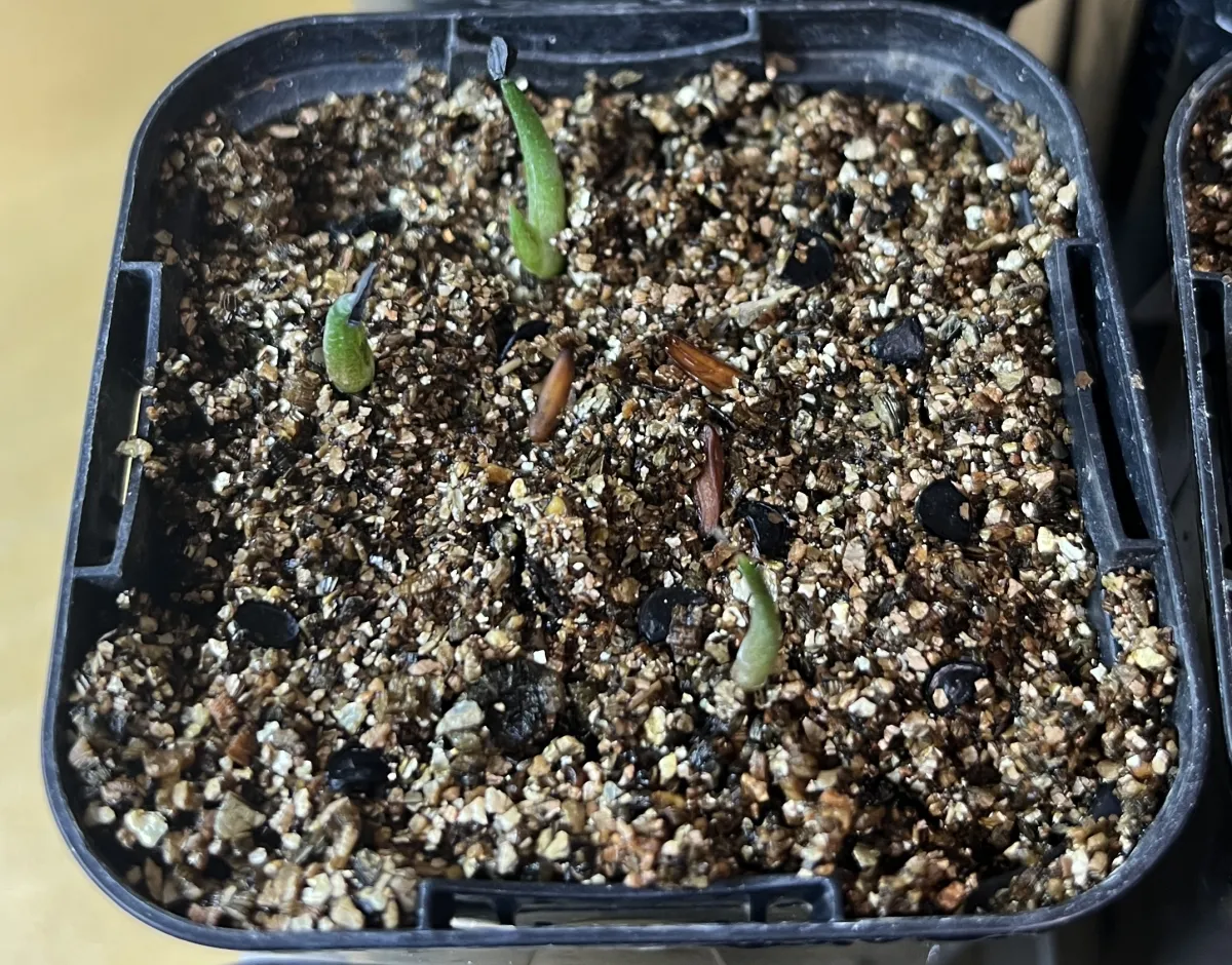 Agave titanota 'Blue' (アガベ チタノタブルー)