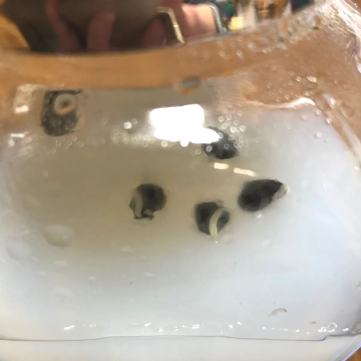 Agave salmiana var. ferox (アガベ フェロックス)