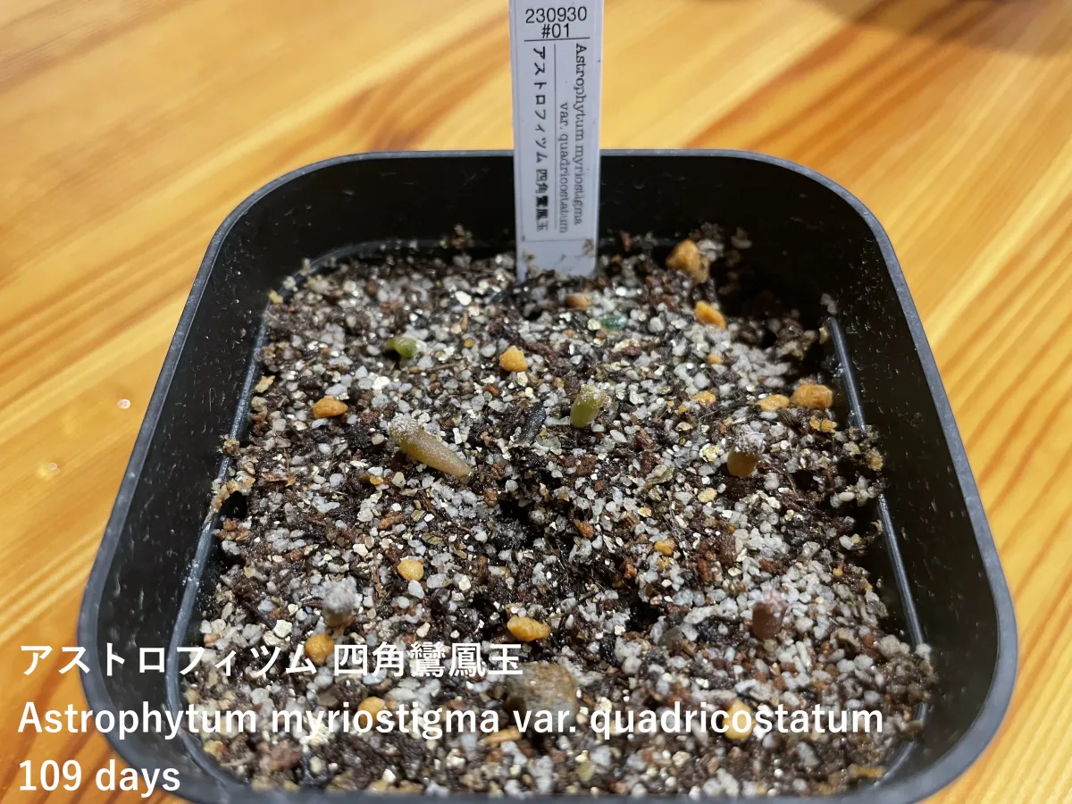 Astrophytum myriostigma 'Shikaku-Ranpo-Gyoku' (アストロフィツム 四角鸞鳳玉)
