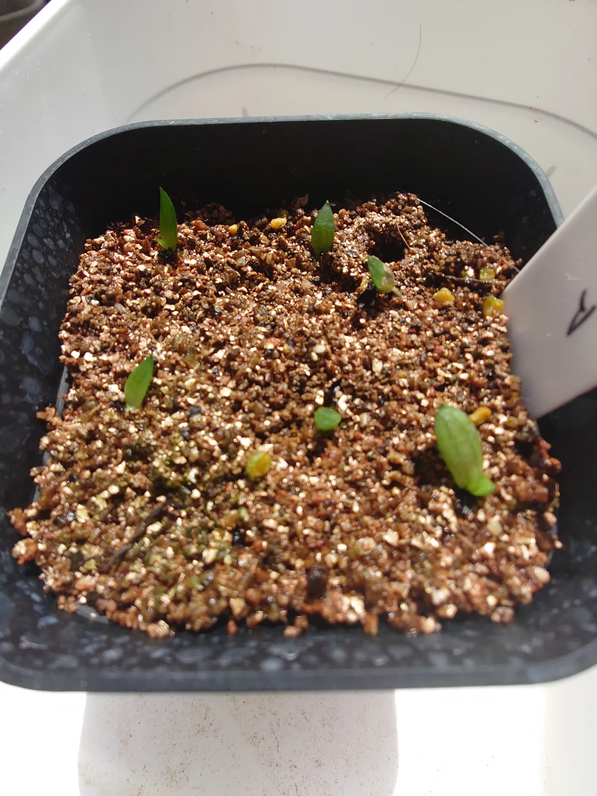 Gasteria Mix Mix (ガステリア ミックス)