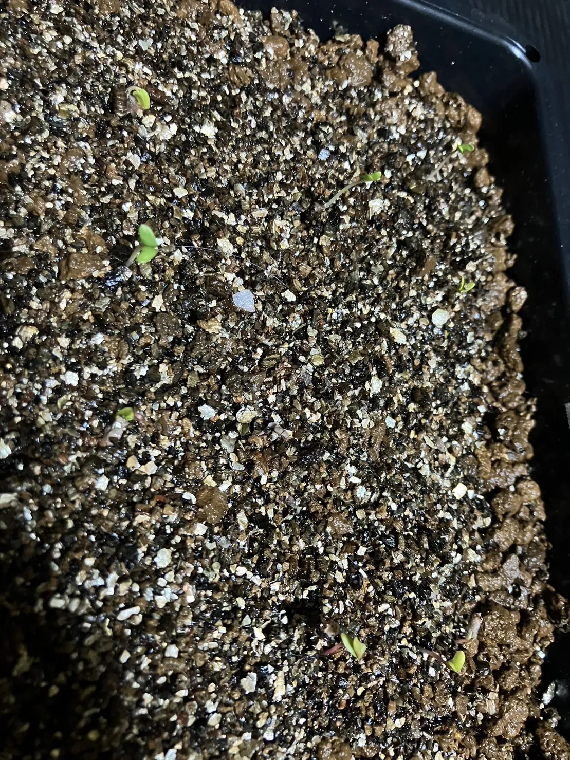 Pachycormus discolor (パキコルムス ディスカラー)