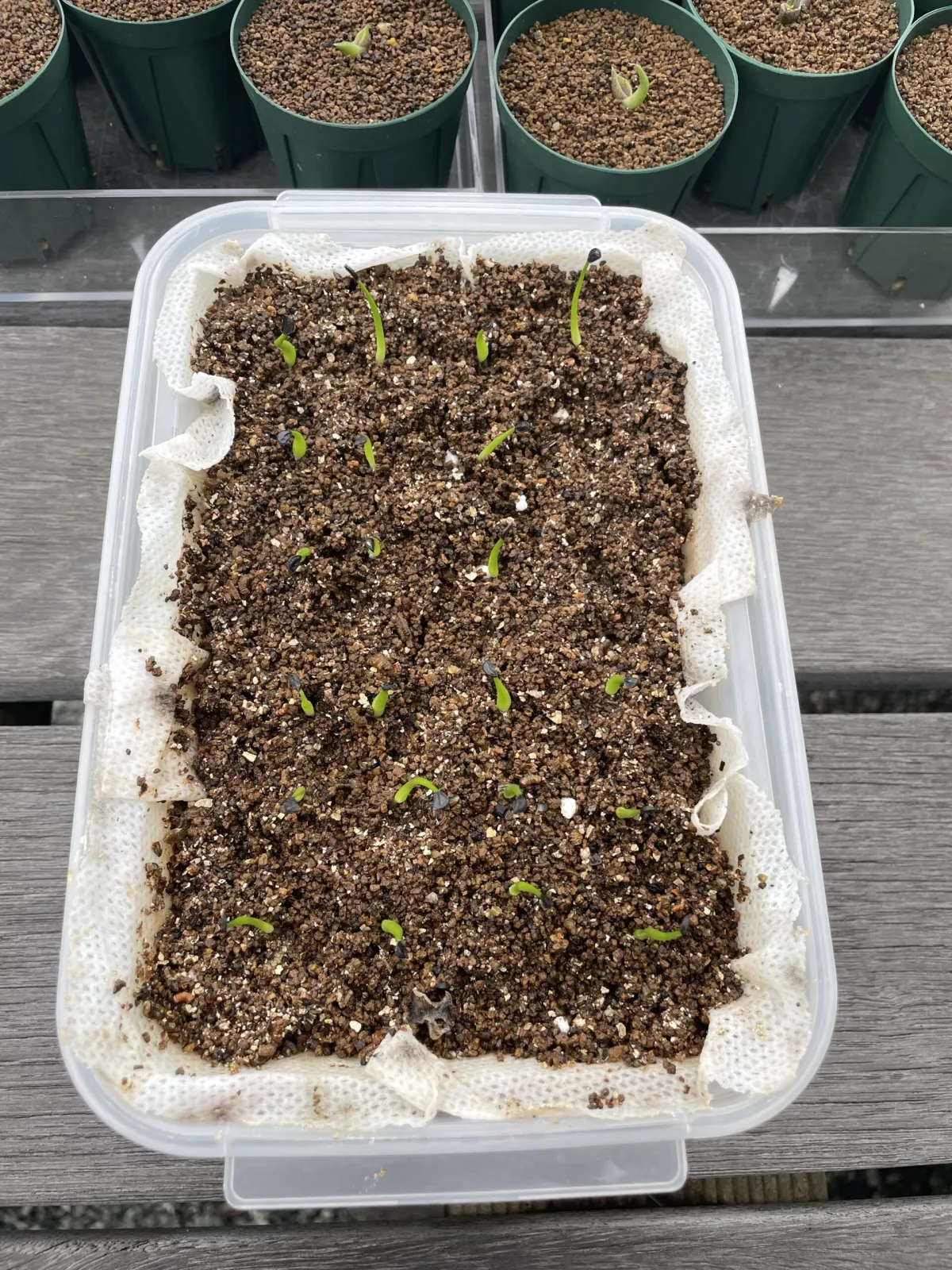 Agave horrida ssp. horrida (アガベ ホリダ)