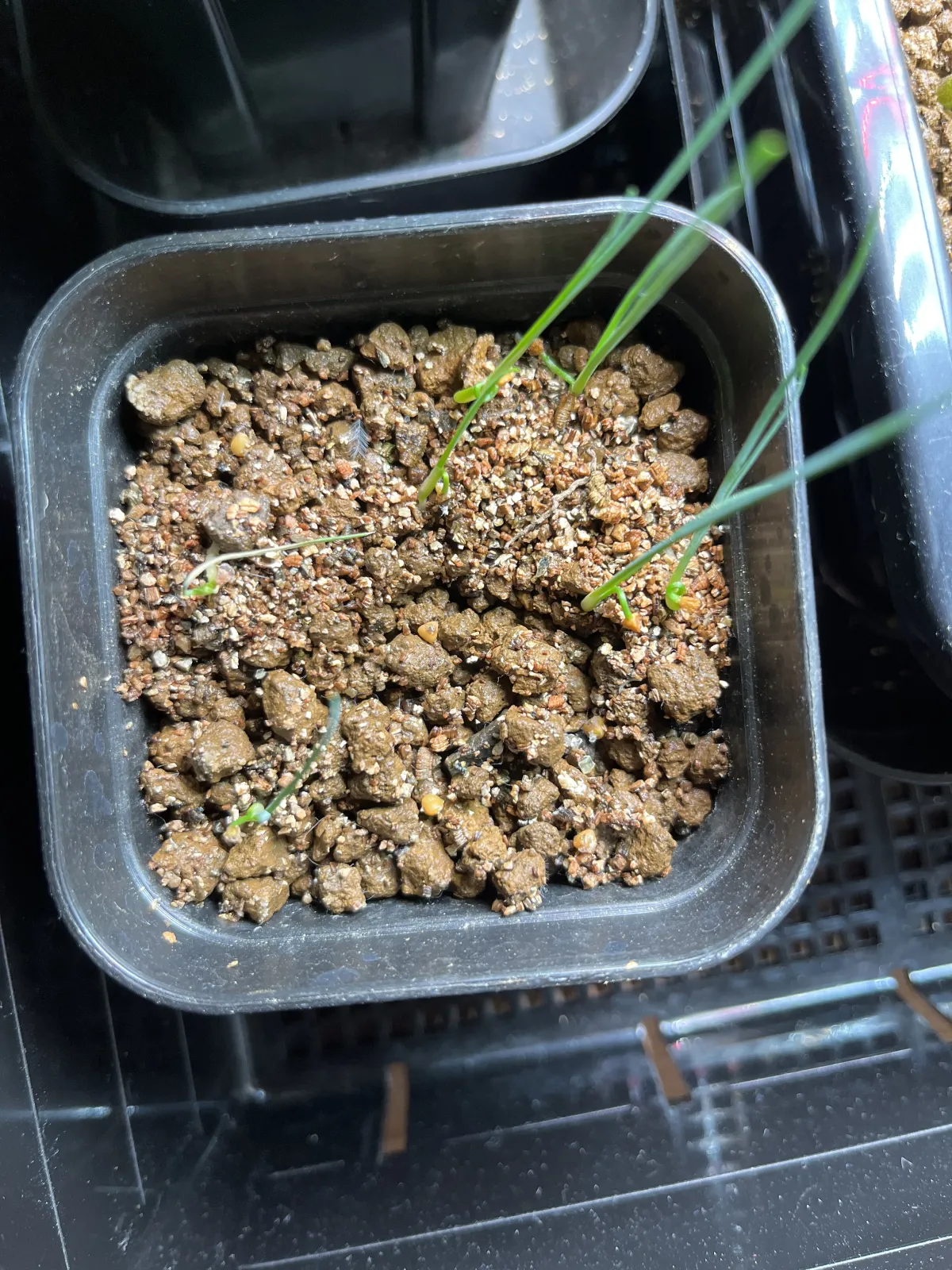 Dasylirion wheeleri (ダシリリオン ウィーレリ)