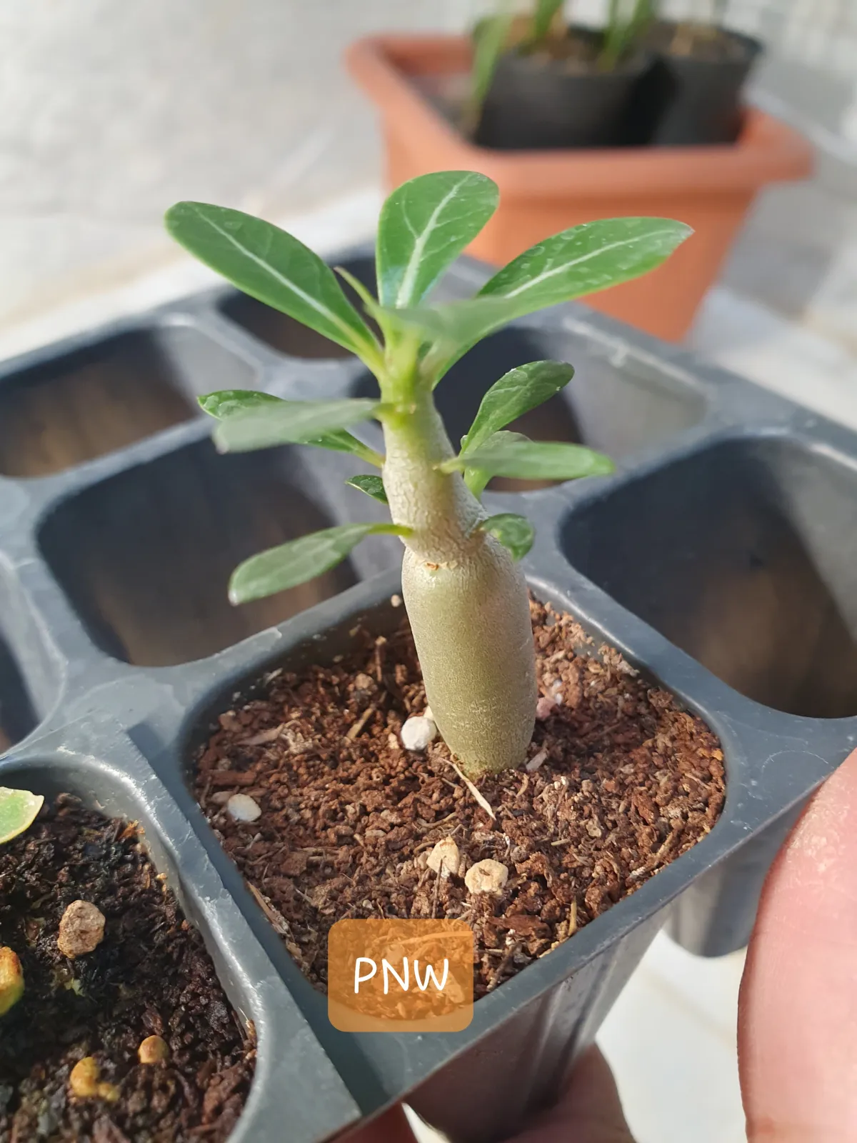 Adenium arabicum (アデニウム アラビカム)