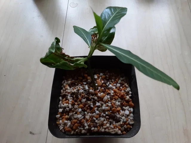 Adansonia za (アダンソニア（バオバブ） ザ)