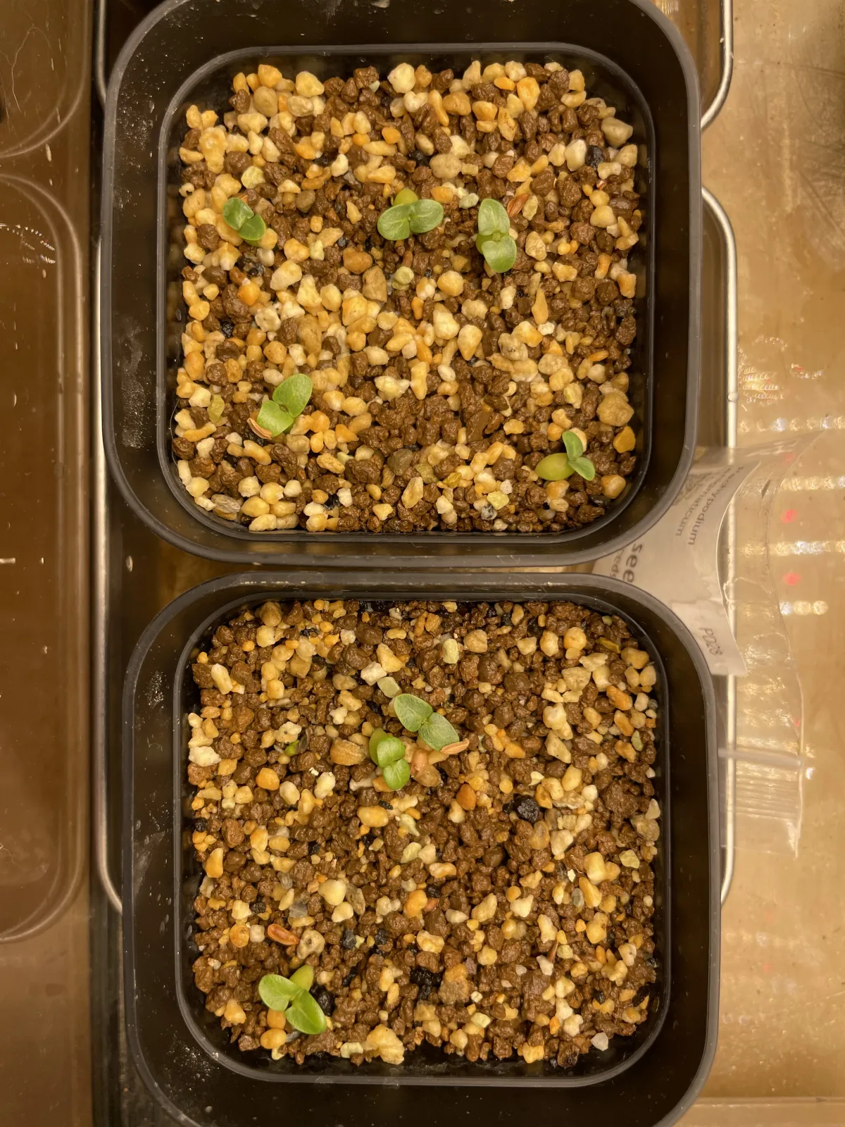 Pachypodium enigmaticum (パキポディウム エニグマチカム)