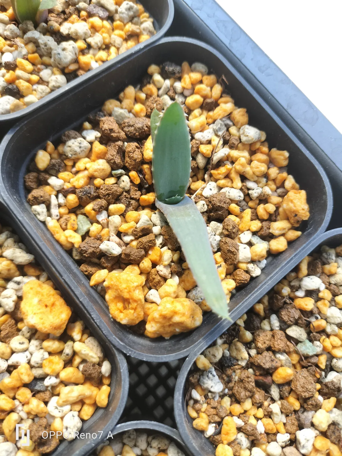 Aloe suprafoliata (アロエ スプラフォリアータ)
