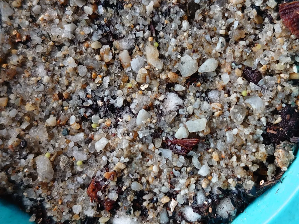 Aztekium ritteri (アズテキウム 花籠)