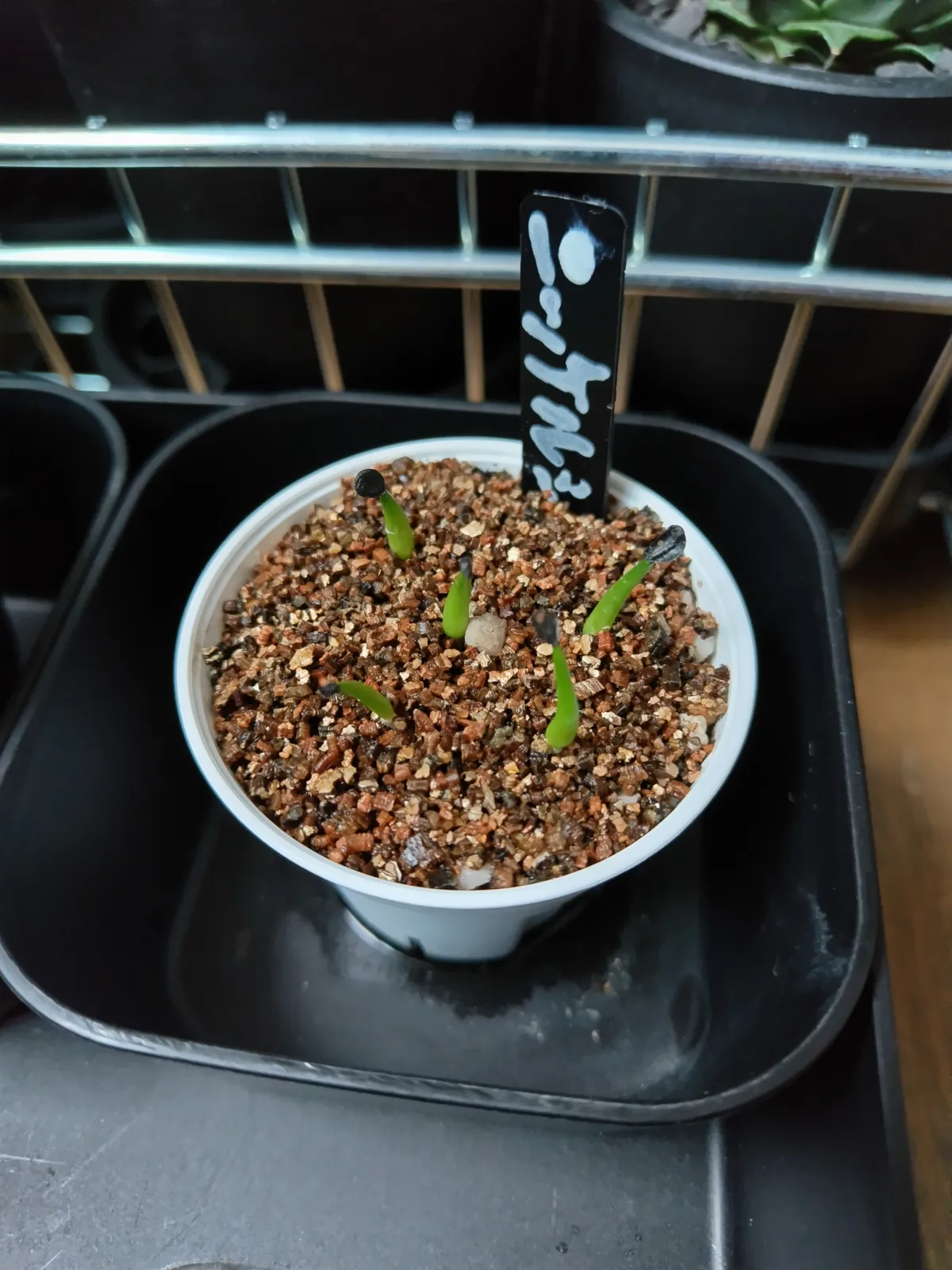 Agave nickelsiae (アガベ ニッケルシー)