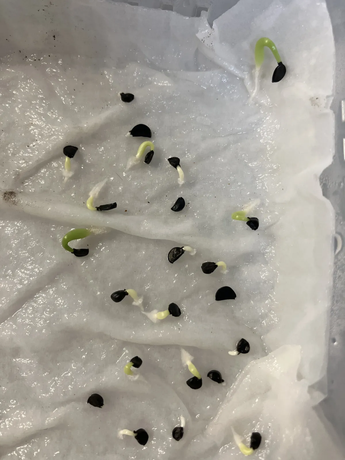 Agave oteroi (アガベ オテロイ)