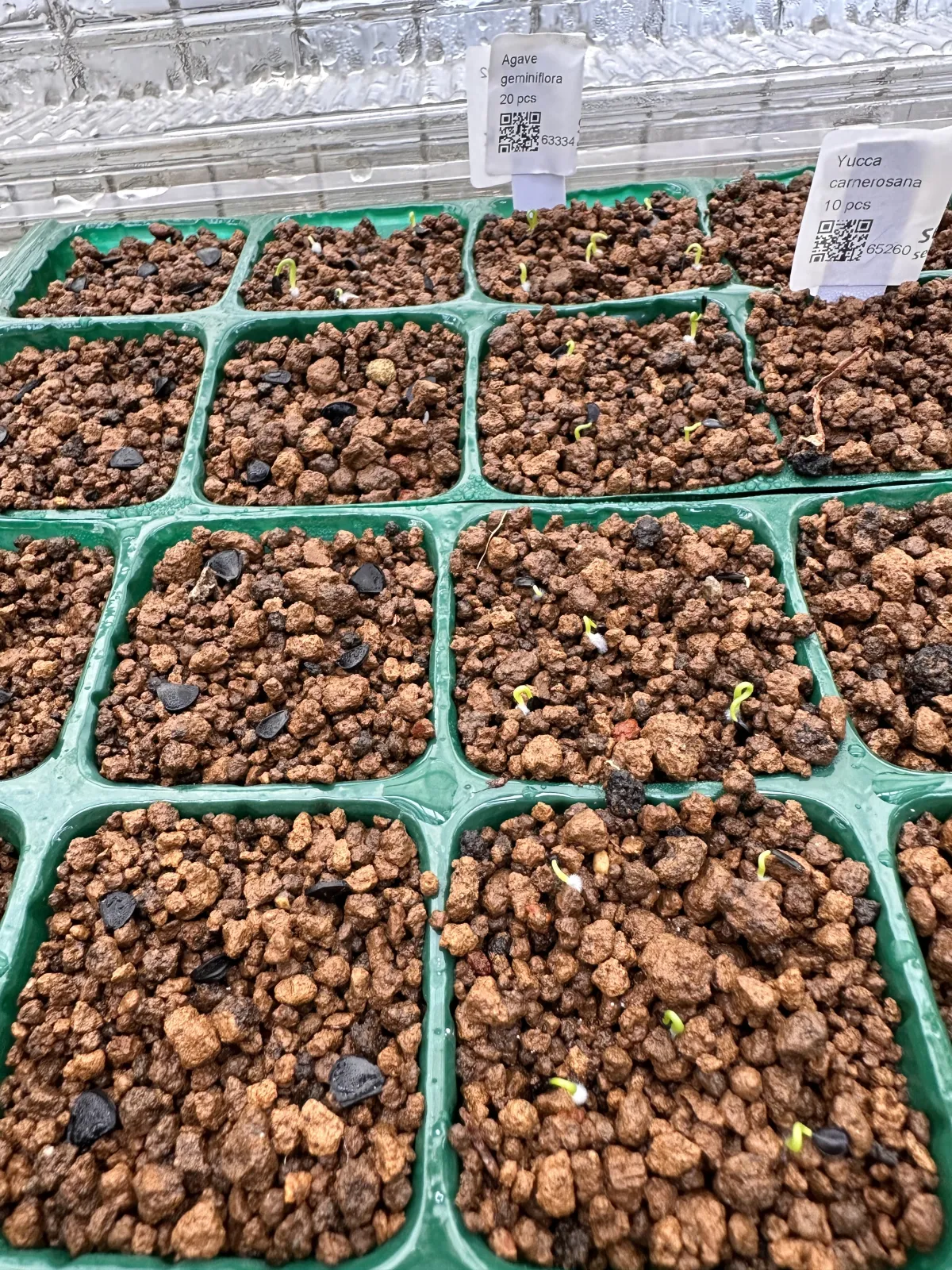 Agave geminiflora (アガベ ジェミニフローラ)