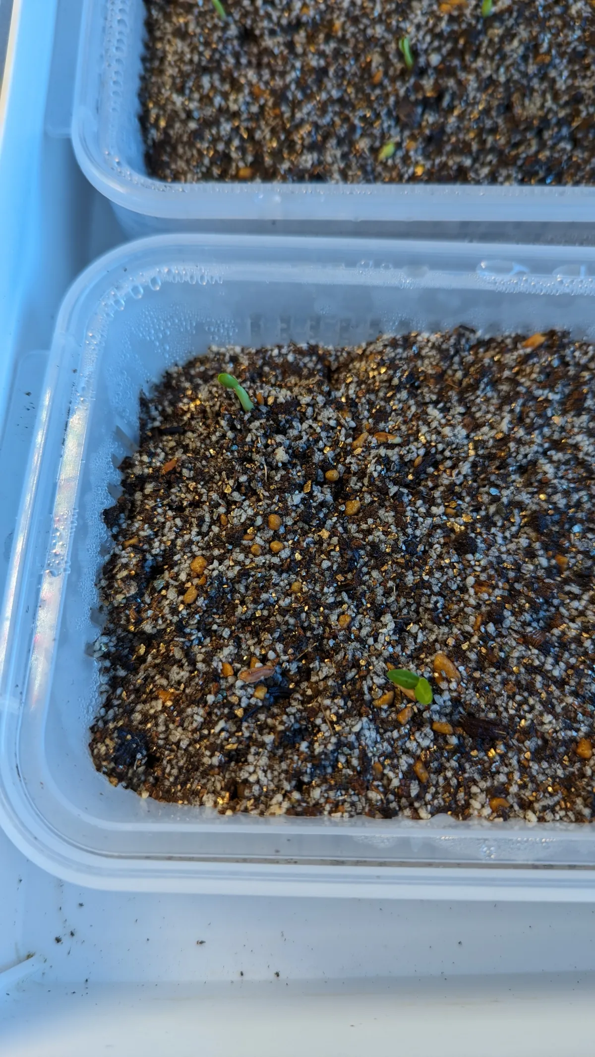 Pachypodium rosulatum subsp. makayense (パキポディウム マカイエンセ)