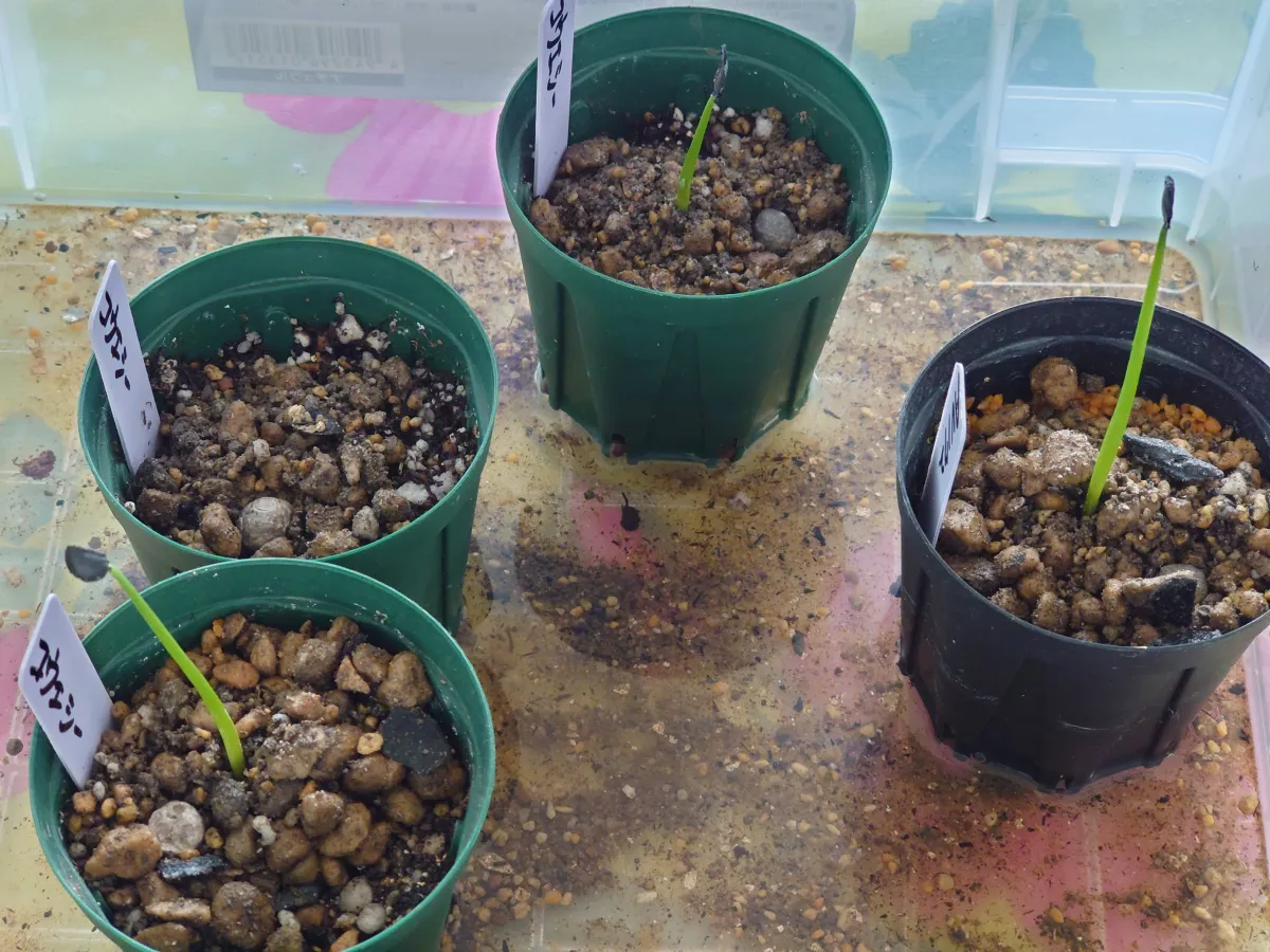 Agave parryi var. couesii (アガベ コウエシー)