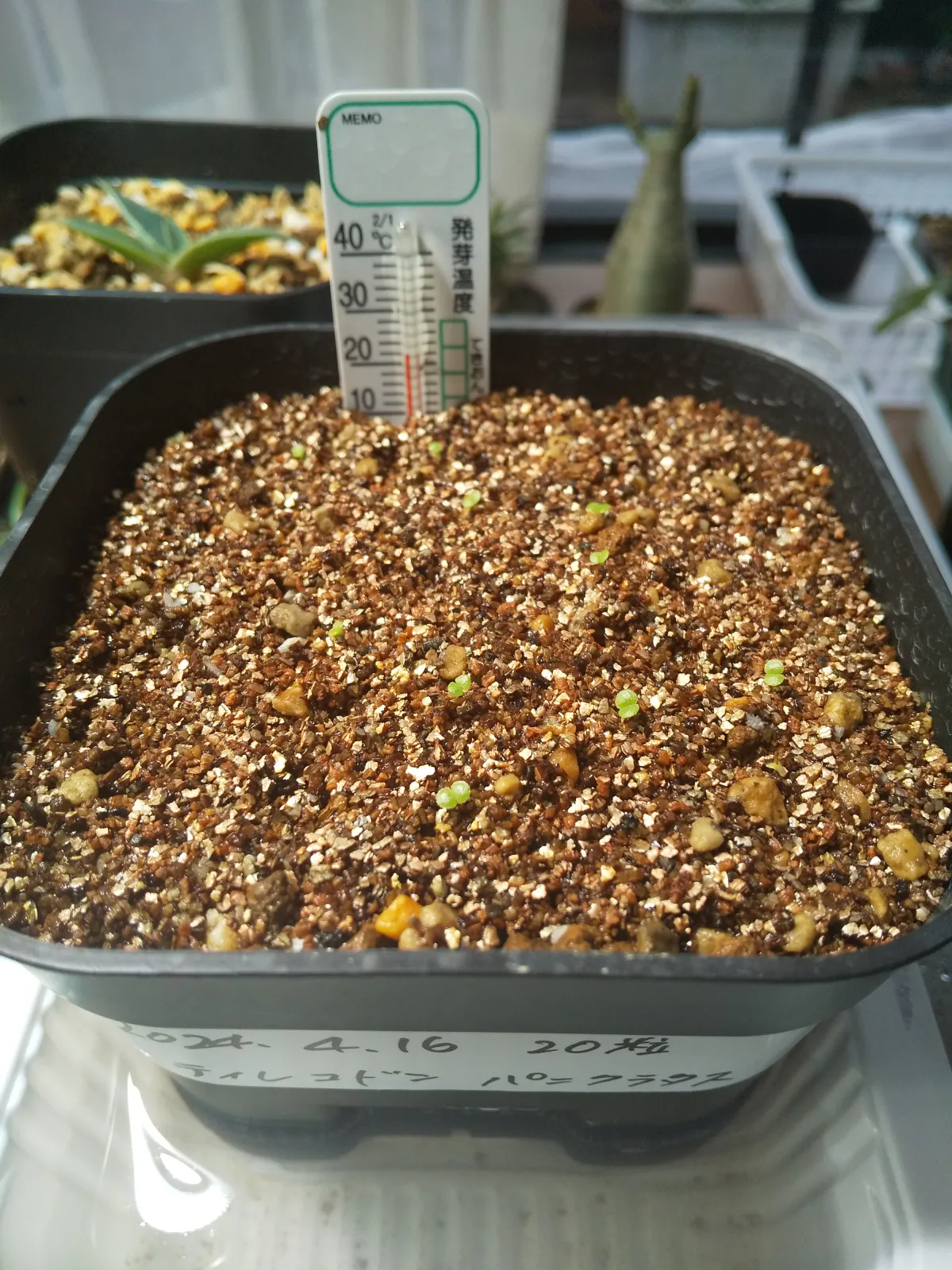 Tylecodon paniculatus (ティレコドン パニクラタス)