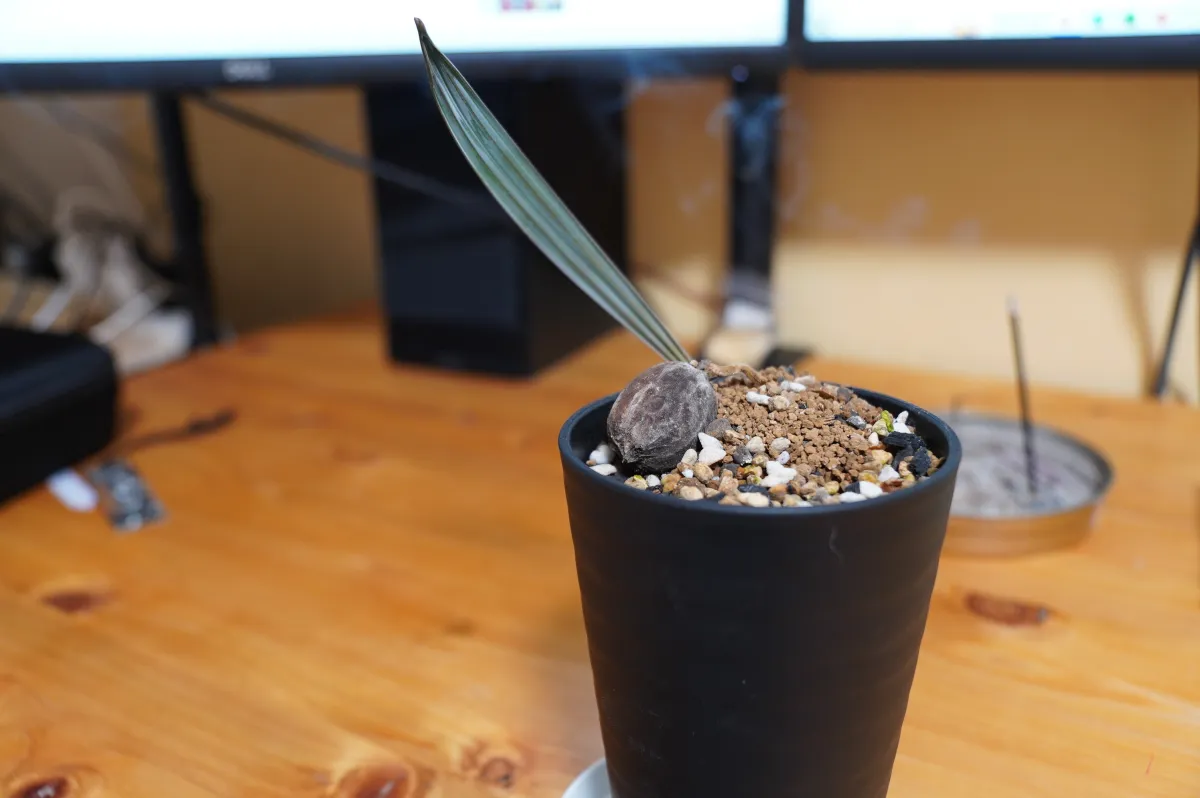 Bismarckia nobilis 'Silver' (ビスマルキア ノビリス シルバー)