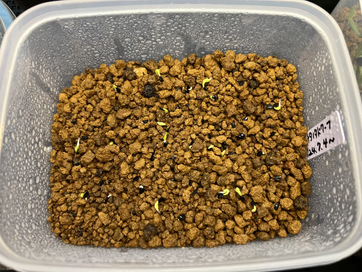 Agave titanota (アガベ チタノタ ドワーフ)