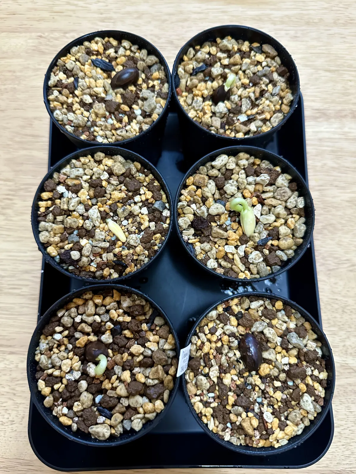 Delonix pumila (デロニクス プミラ)