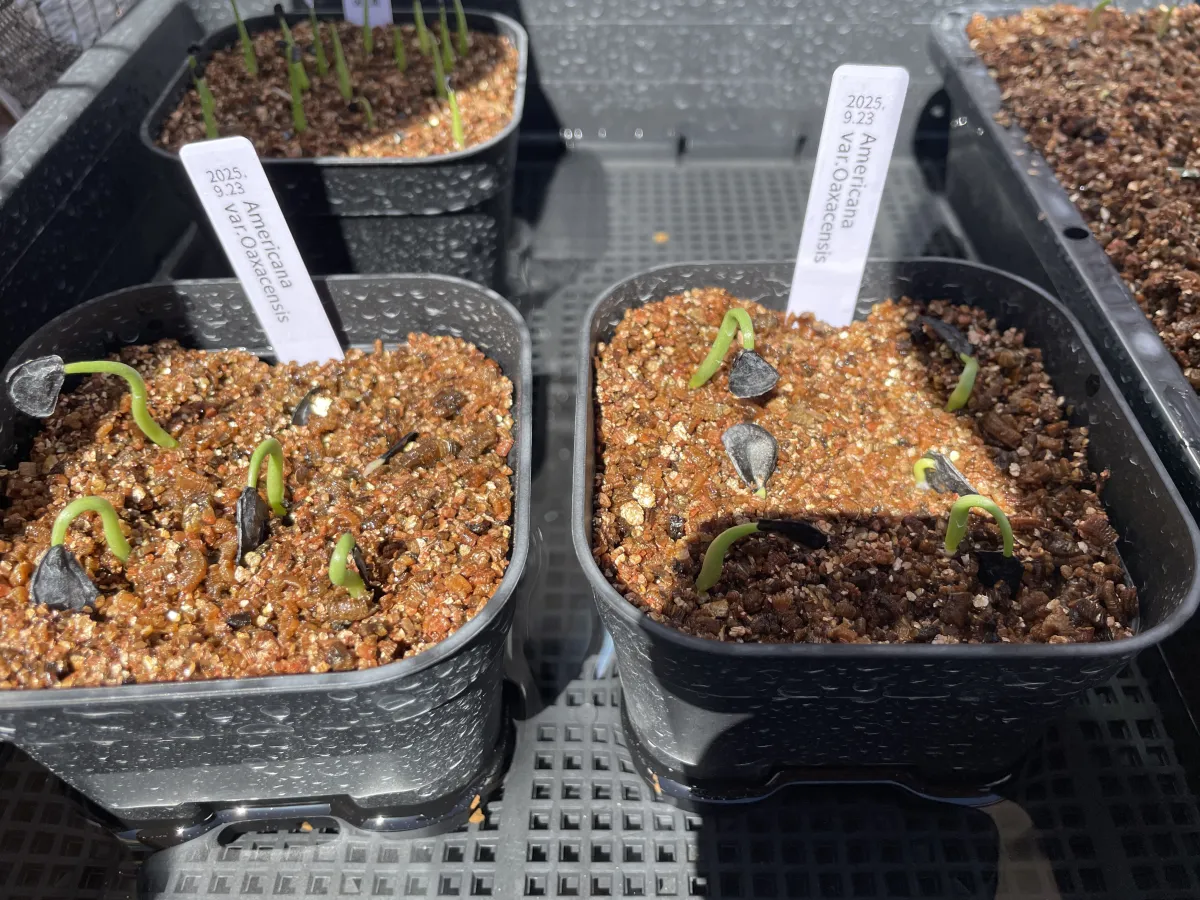 Agave americana ssp. americana (アガベ アメリカーナ)