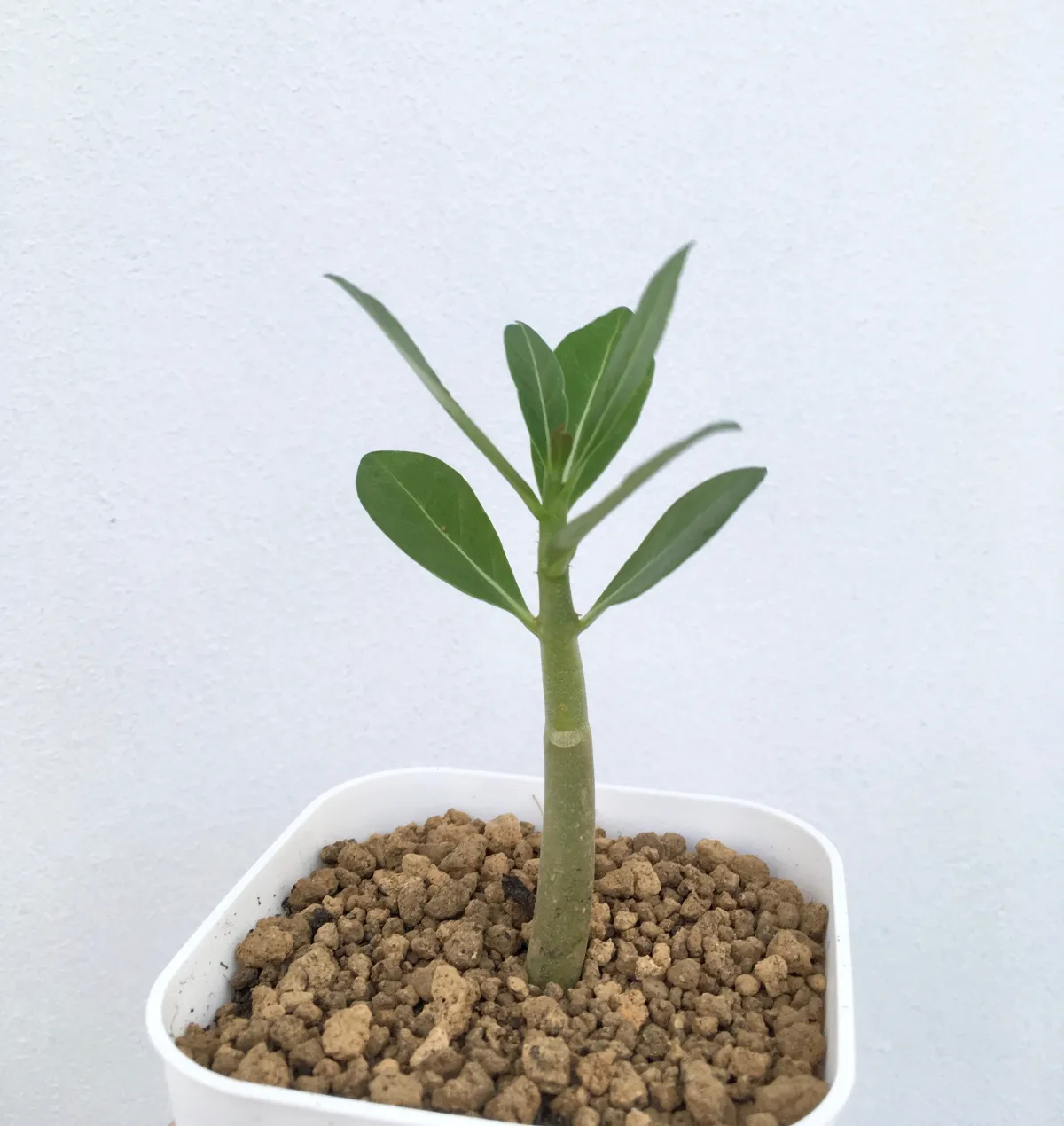 Adenium arabicum Black Stem (アデニウム アラビカム ブラックステム)