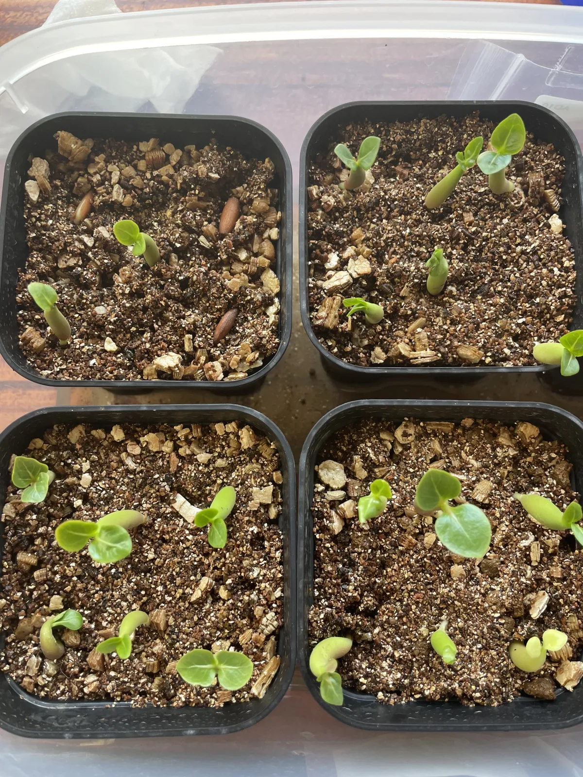 Adenium arabicum (アデニウム アラビカム)