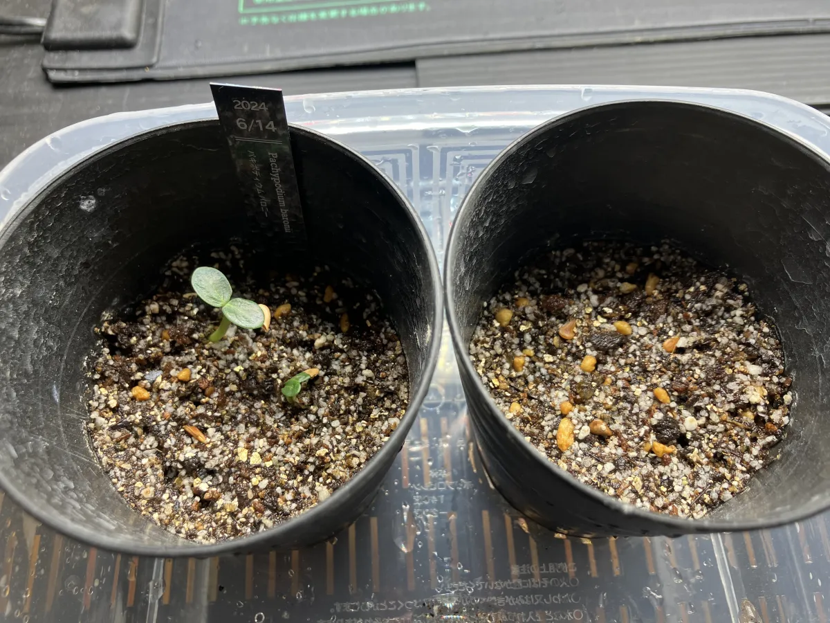 Pachypodium baronii (パキポディウム バロニー)