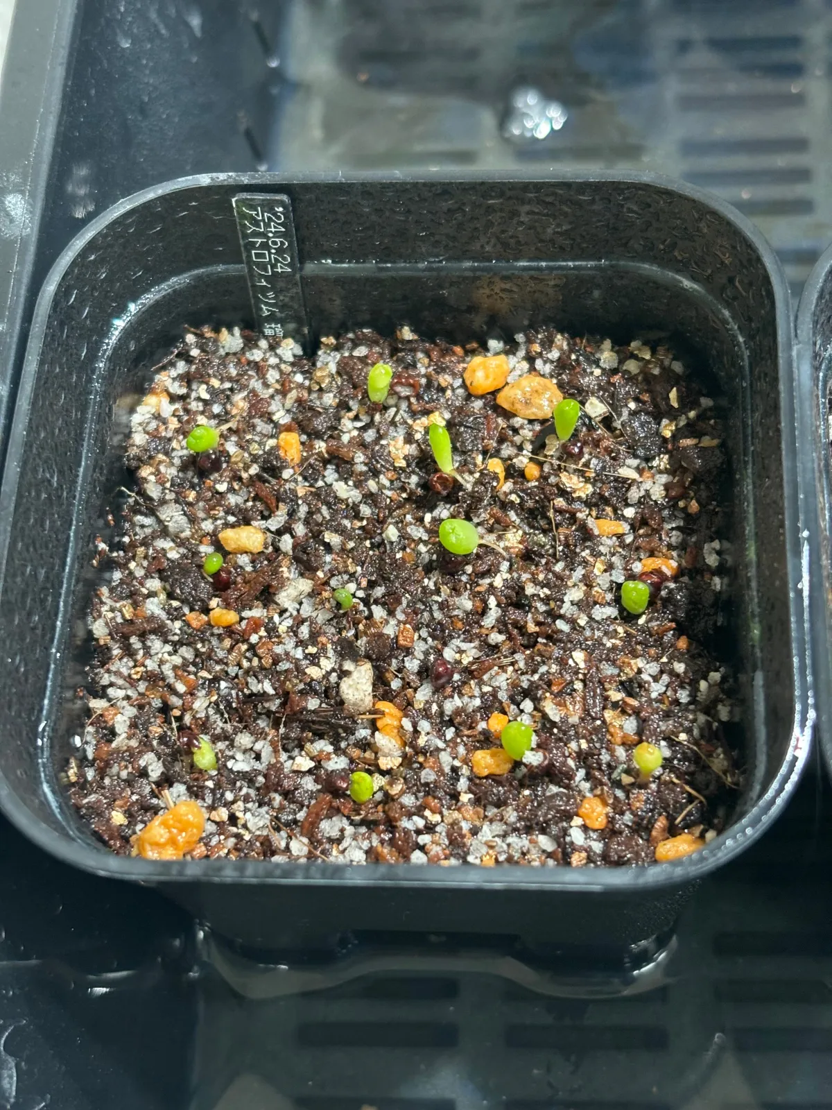 Astrophytum asterias var. nudum (アストロフィツム 瑠璃兜)