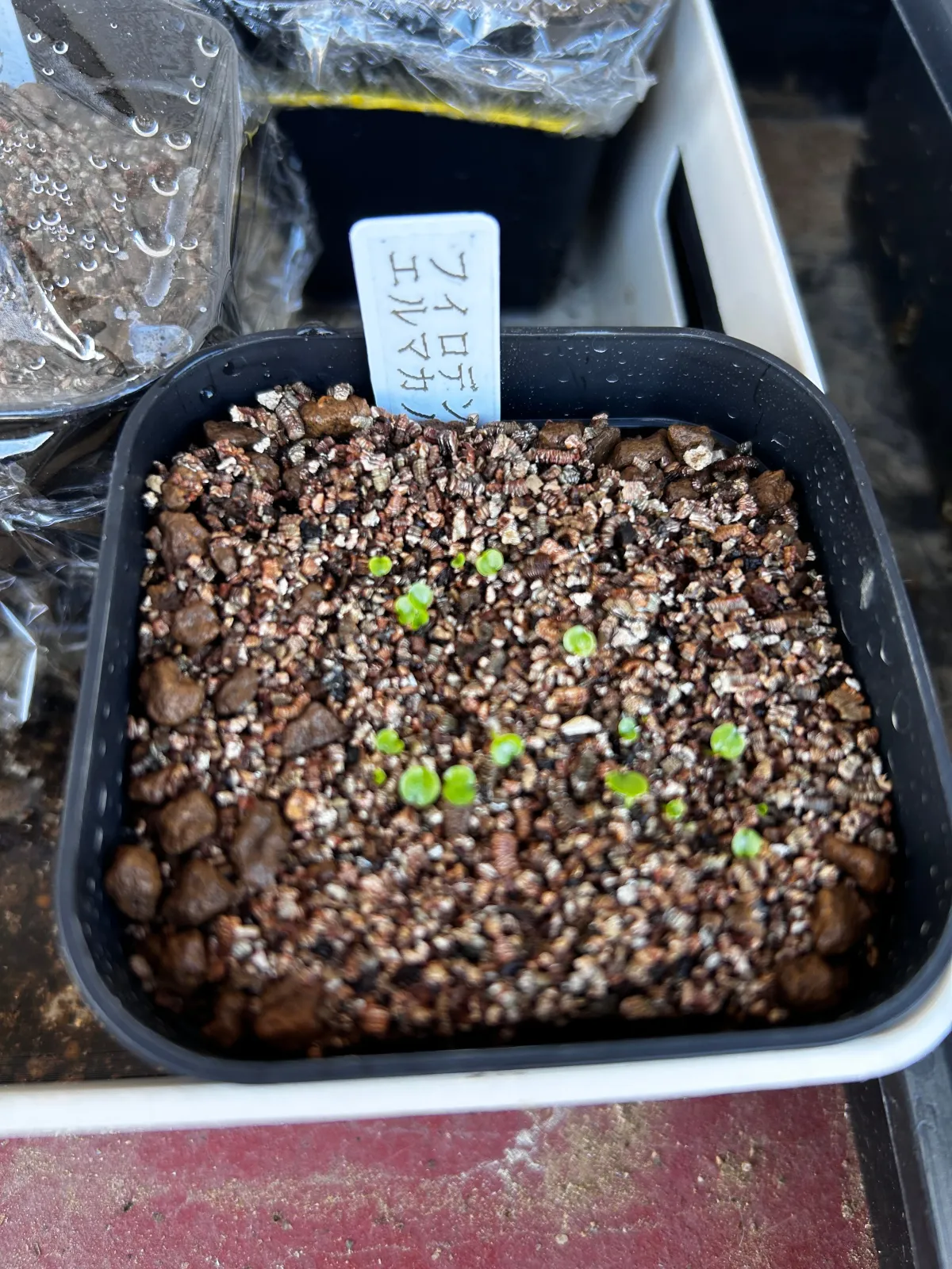 Philodendron el_macano El Macano (フィロデンドロン エル・マカノ)