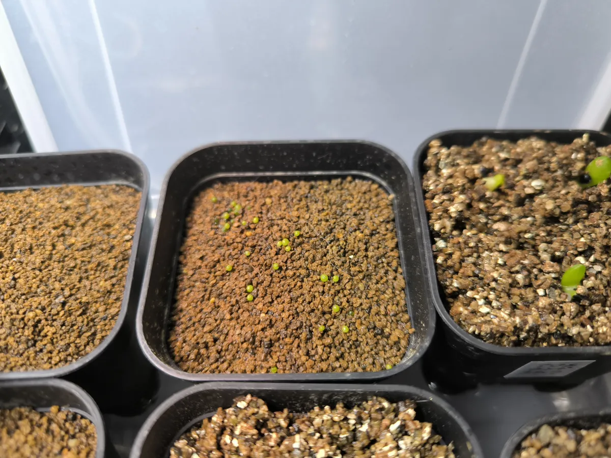 Conophytum calculus (コノフィツム カルキュルス 玉翡翠)