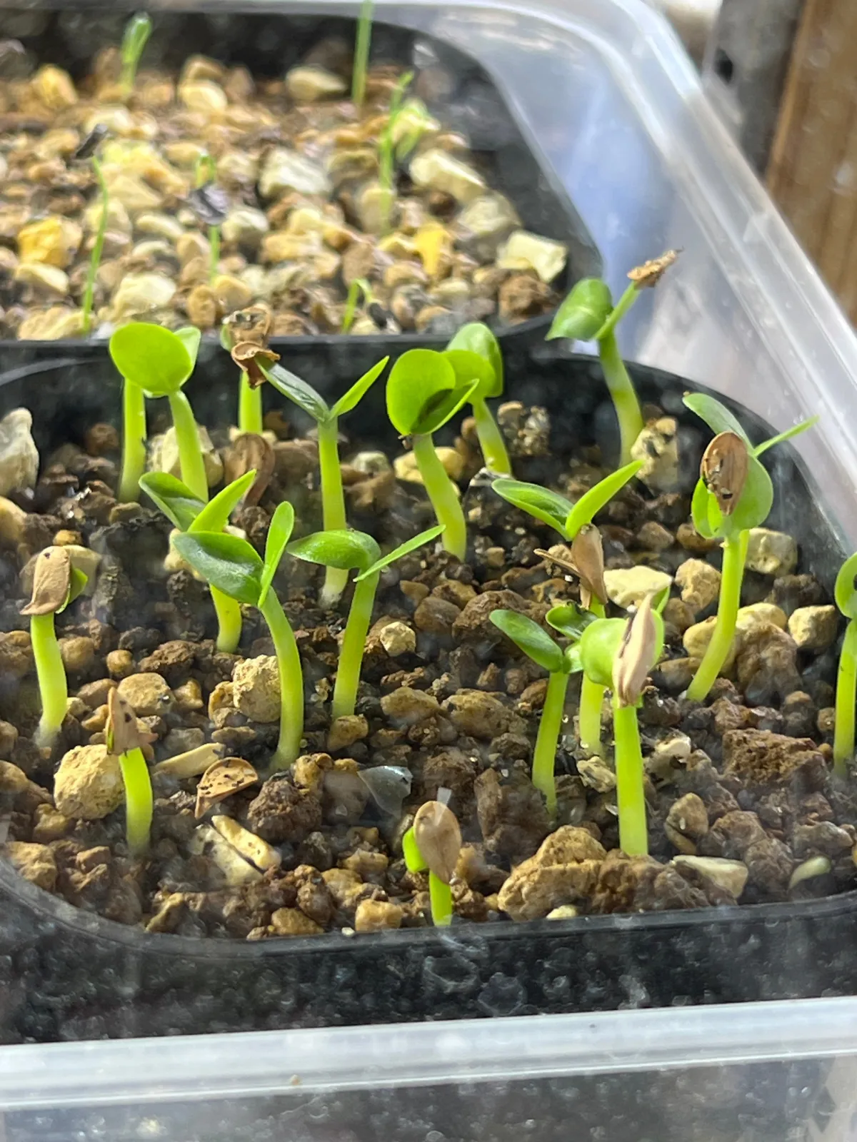 Pachypodium saundersii (パキポディウム サンデルシー 白馬城)