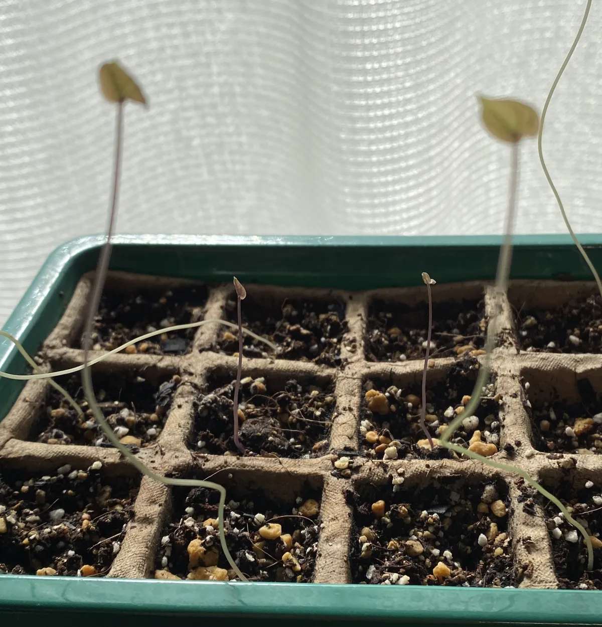 [チャレンジ種子] 亀甲竜 Dioscorea elephantipes ディオスコレア エレファンティペス 未発芽ロット