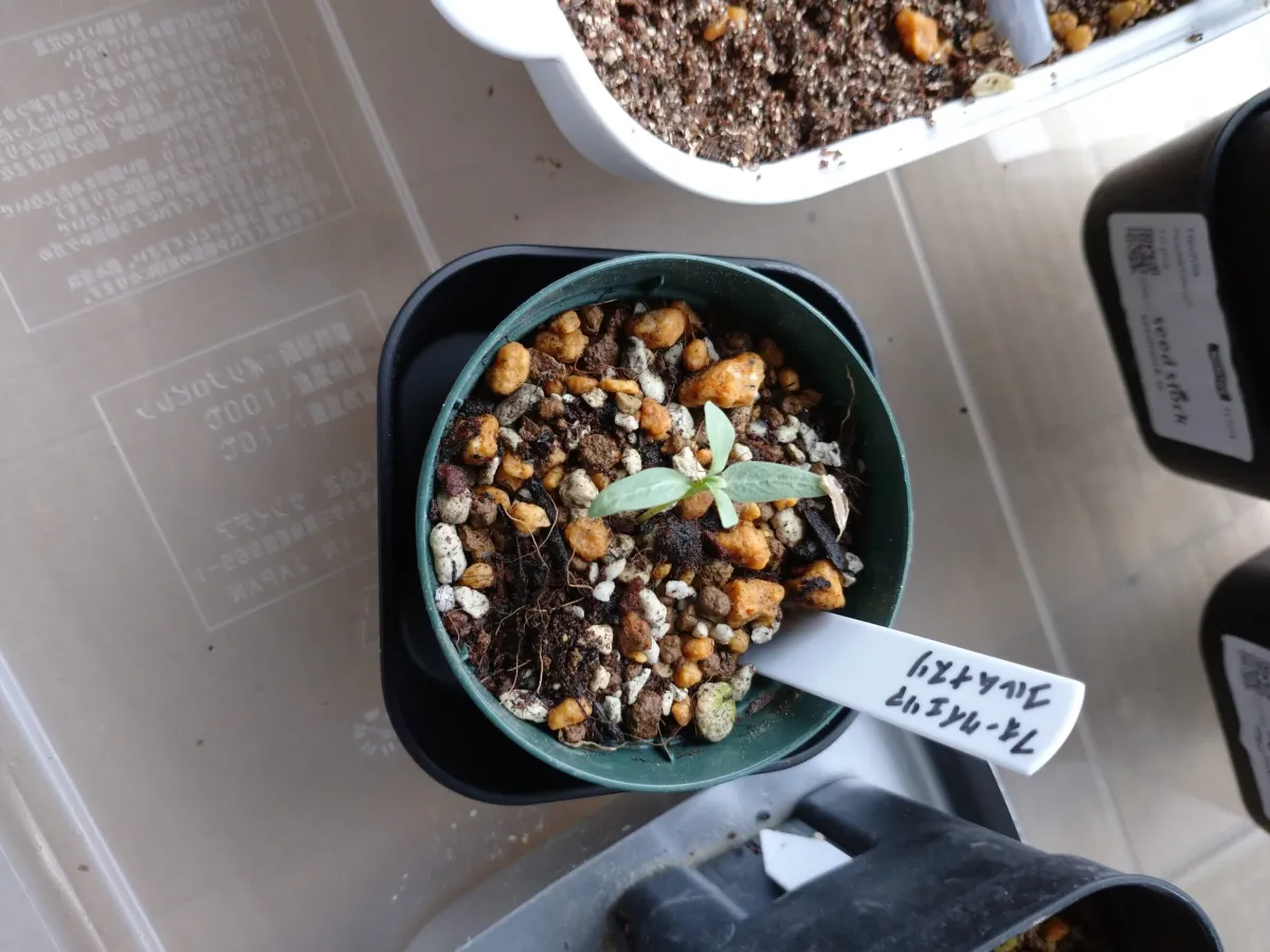 Fouquieria columnaris (フォークイエリア コルムナリス 観峰玉)