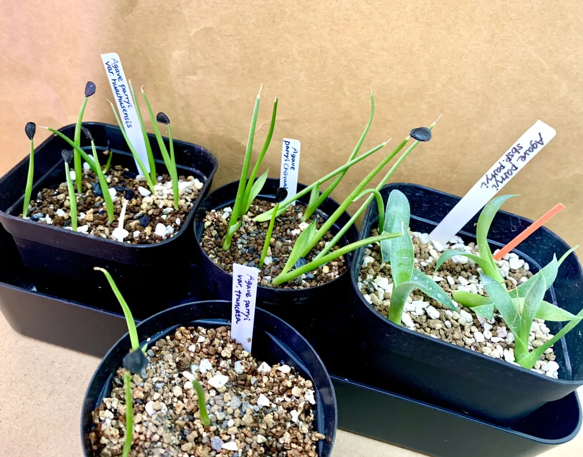 Agave parryi subsp. parryi (アガベ パリー)