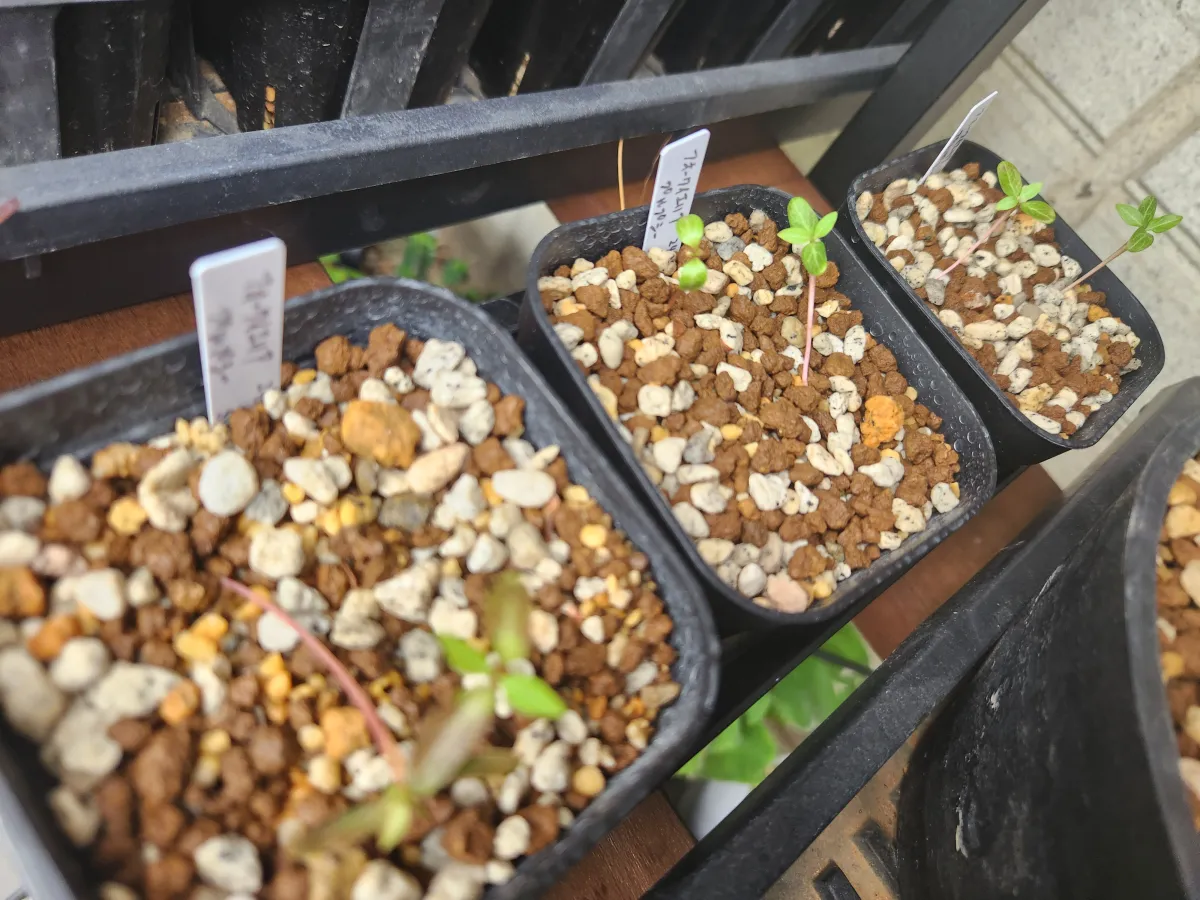 Fouquieria purpusii (フォークイエリア プルプシー)