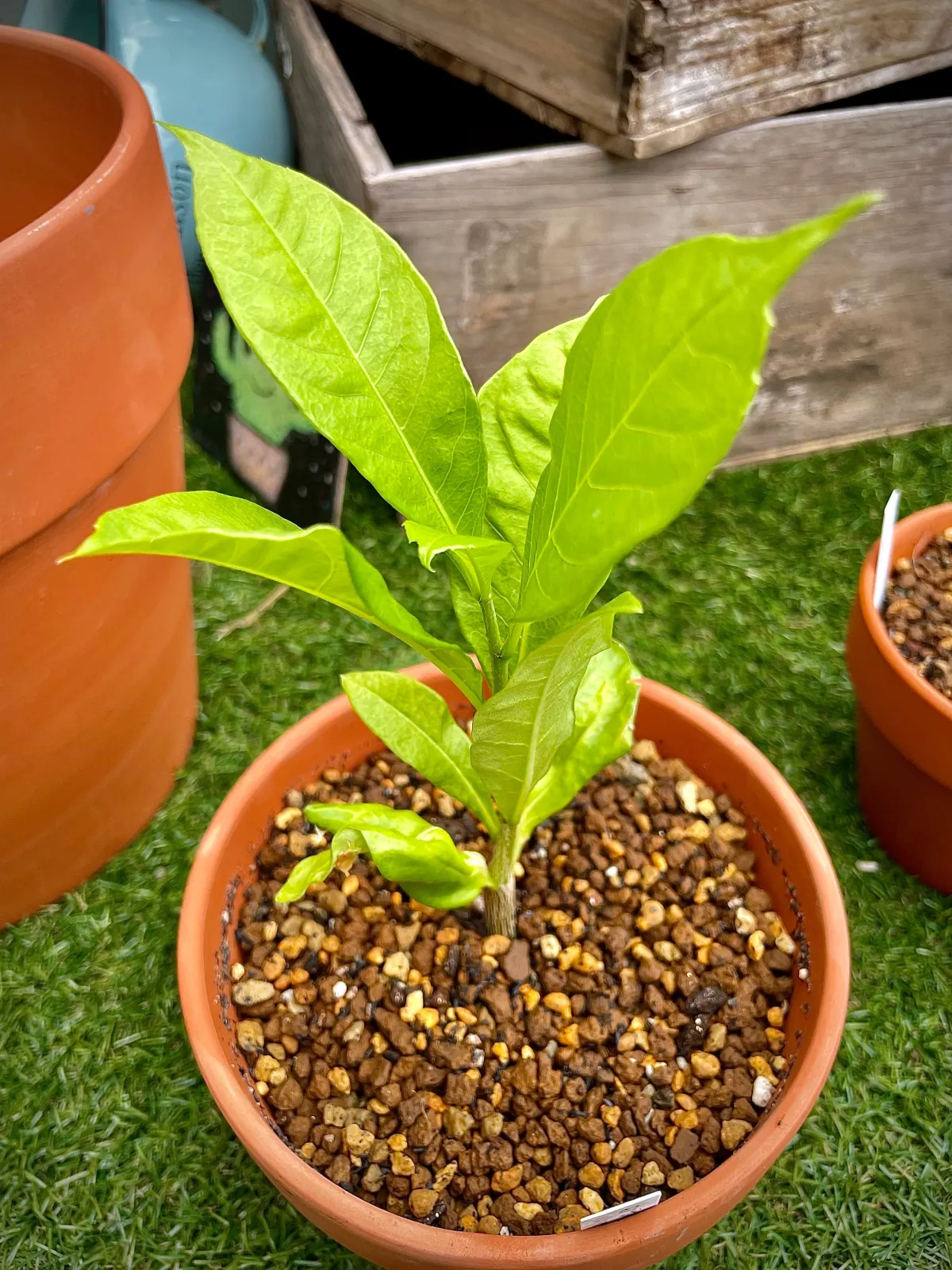 Adansonia digitata (アダンソニア（バオバブ） ディギタータ)