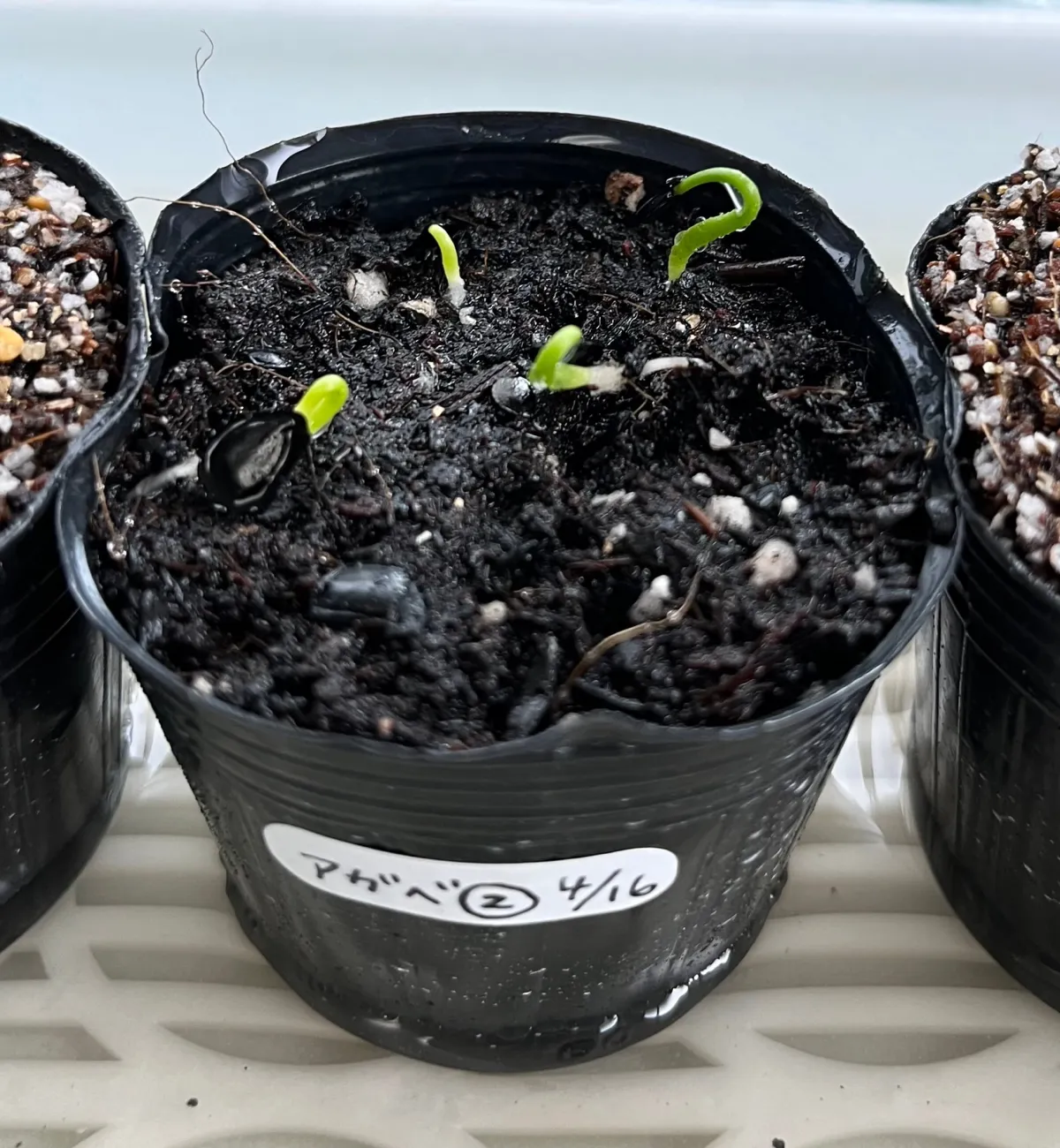  アガベ ミックス Agave Mix